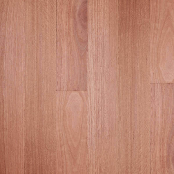 outback_Sydney Blue Gum